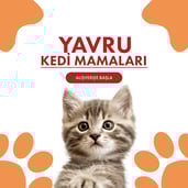 Yavru Kedi Mamaları